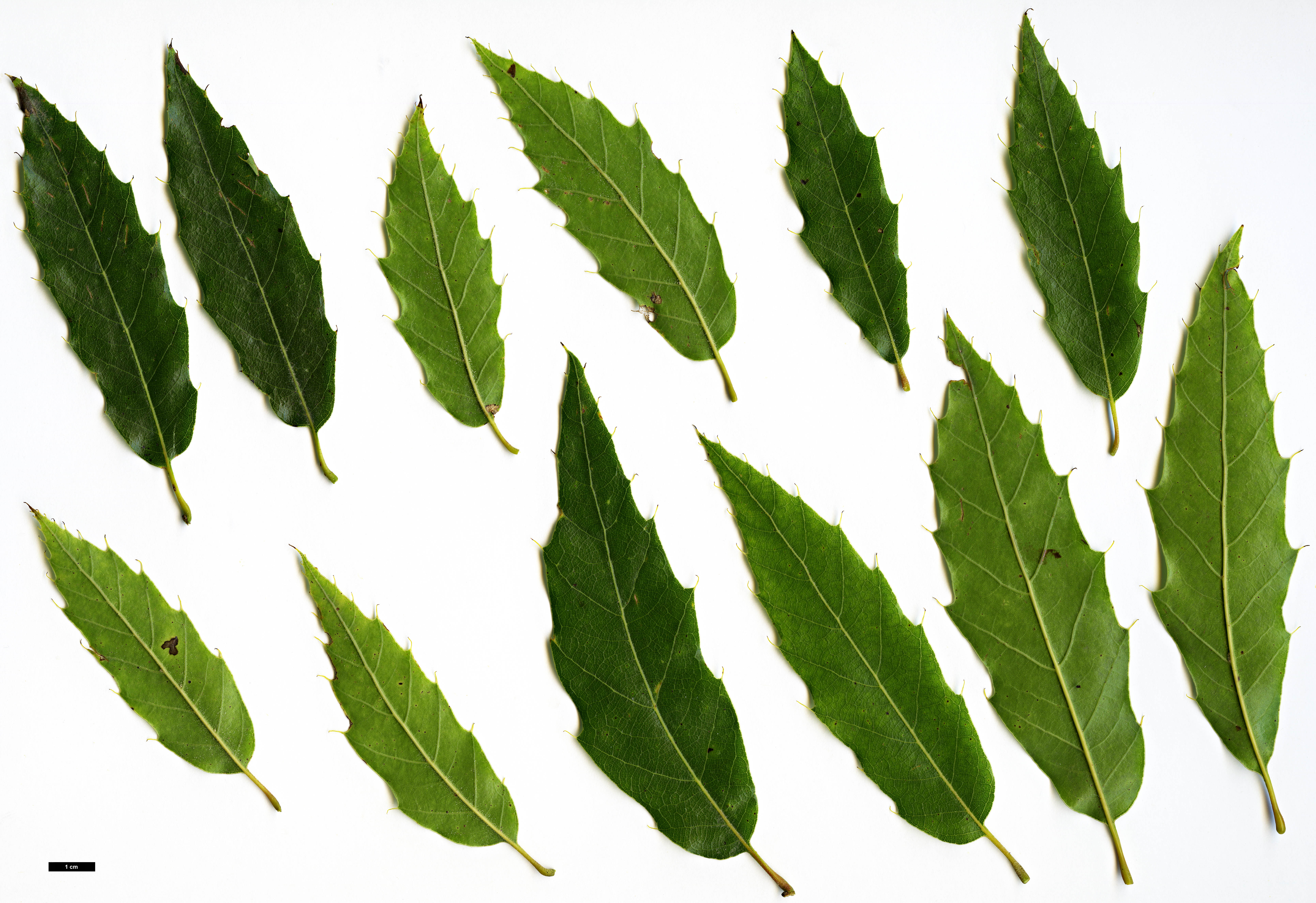 High resolution image: Family: Fagaceae - Genus: Quercus - Taxon: acutifolia